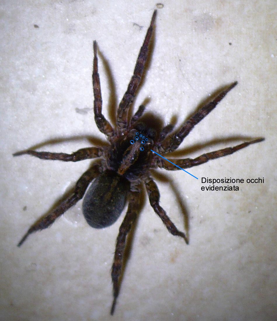 Trochosa sp. - Fenestrelle (TO)